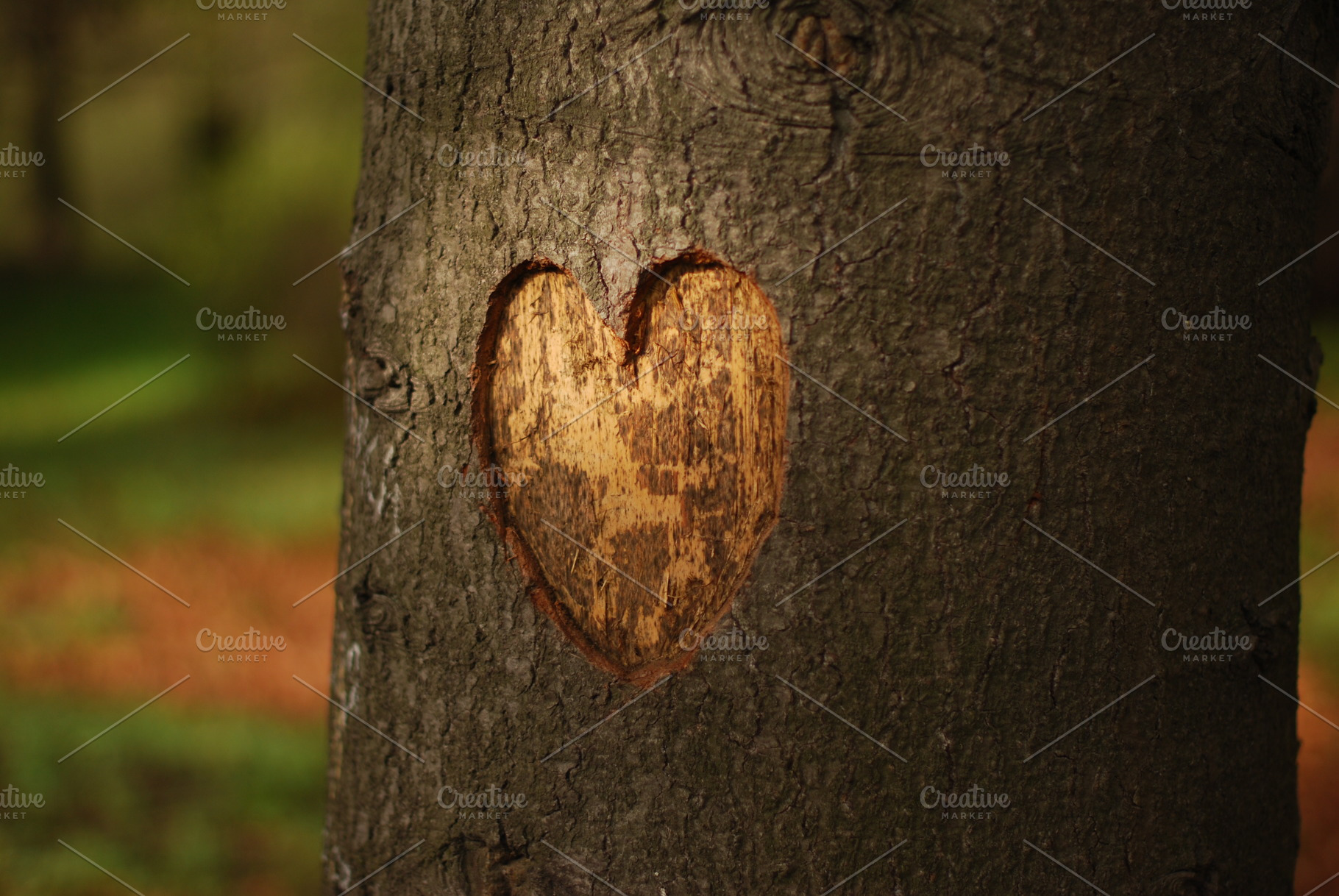 Heart carved on a tree, a Nature Photo by uvacrispa