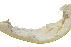Close-up of a removed pomelo fruit peel slice, showing the fibro, a Food & Drink Photo by ndanko
