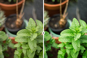 9 Nature Lightroom Presets, an Action Add-On by M E G A S E T S (Thumbnail 2 of 5)