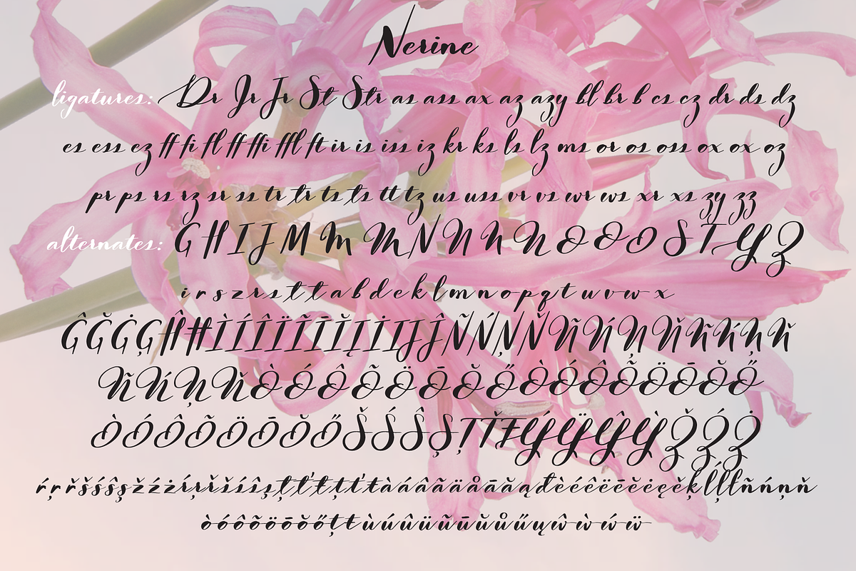 Nerine & Nerine Deux, a Script Font by STUDIOWAYS (Photo 6 of 8)