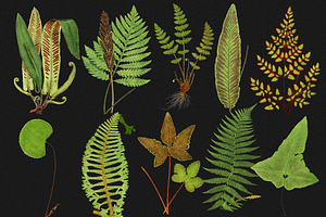 Botanical Illustrations - 40 PNG