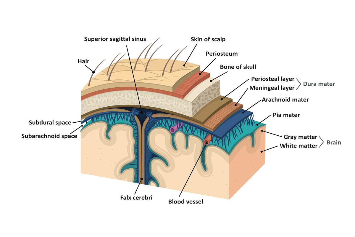 Meninges. Human brain, an Education Illustration by logika 600