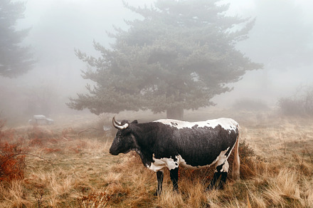 bull in the mountains on a foggy day, an Animal Photo by Perpis