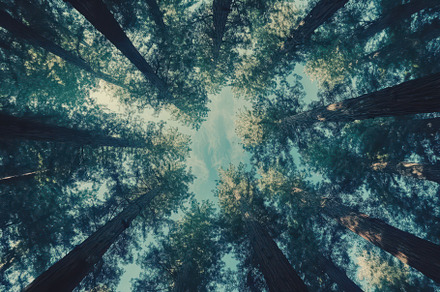 Looking up through tall trees in a s, a Photo by Tanuart
