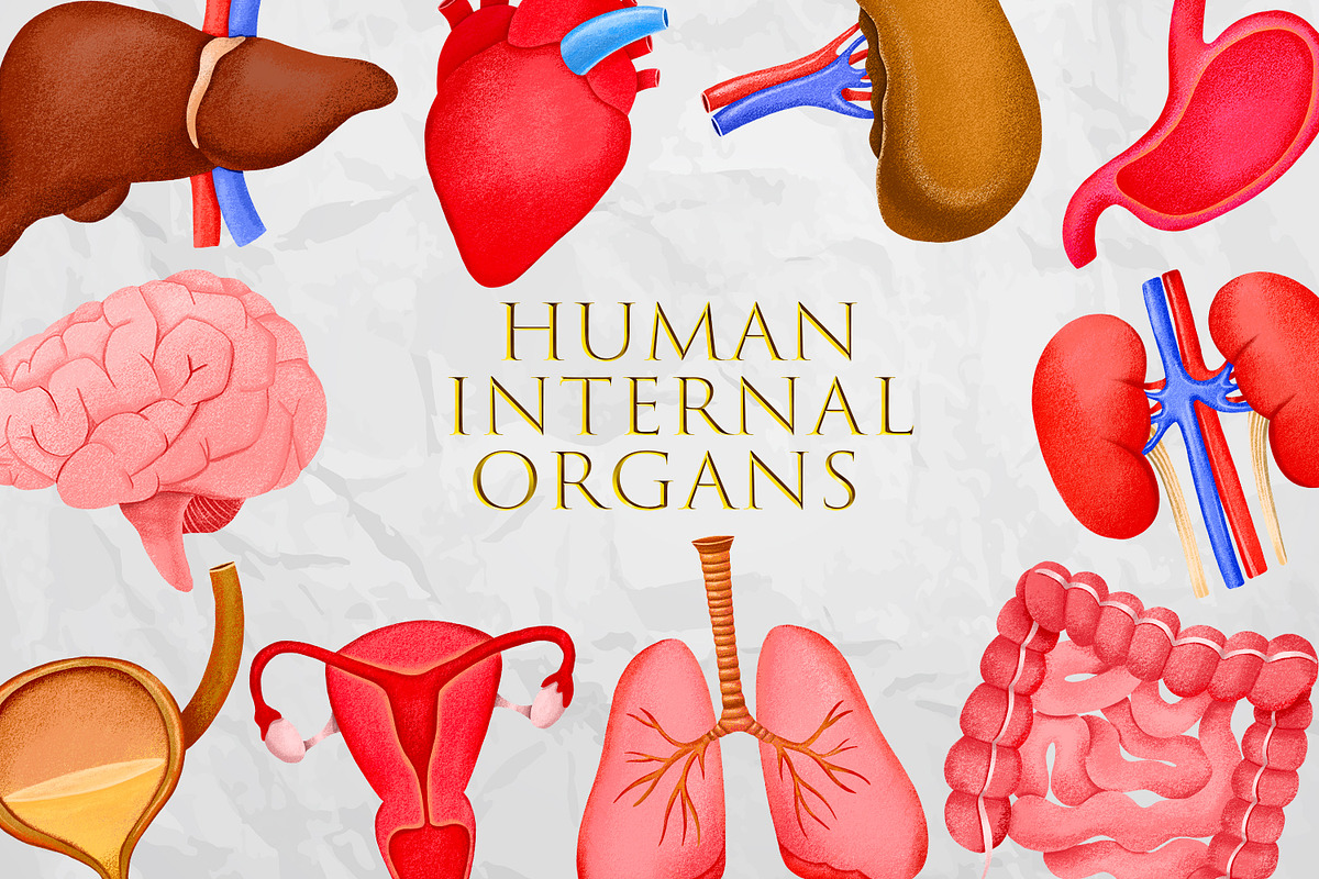 Human Internal Organs Clipart, a Healthcare Illustration by the_myro (Photo 1 of 11)