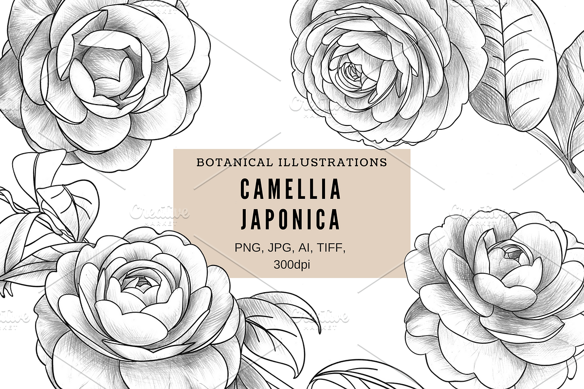 Camellia japonica, an Object Graphic by VictoriaKStudio (Photo 1 of 6)