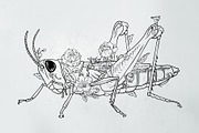 Grasshopper modern illustration, an Illustration by Infinity Creativity (Thumbnail 2 of 4)