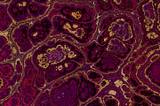 20 burgundy marble textures 64 mp, a Texture Graphic by tkdesign (Thumbnail 8 of 21)