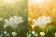 10 Meadows Lightroom Presets, a Preset Add-On by RamsaGraphi (Thumbnail 9 of 10)