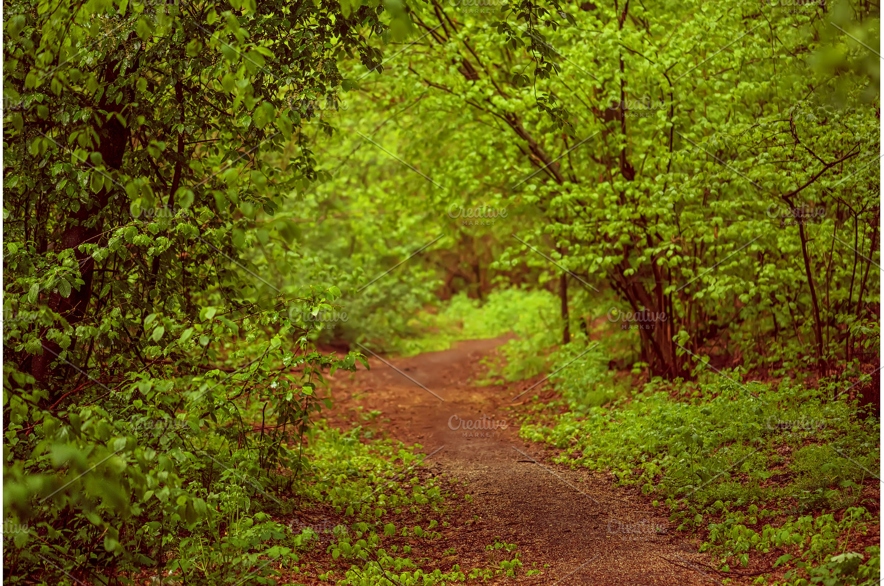 Summer green forest, a Nature Photo by Nature and travel