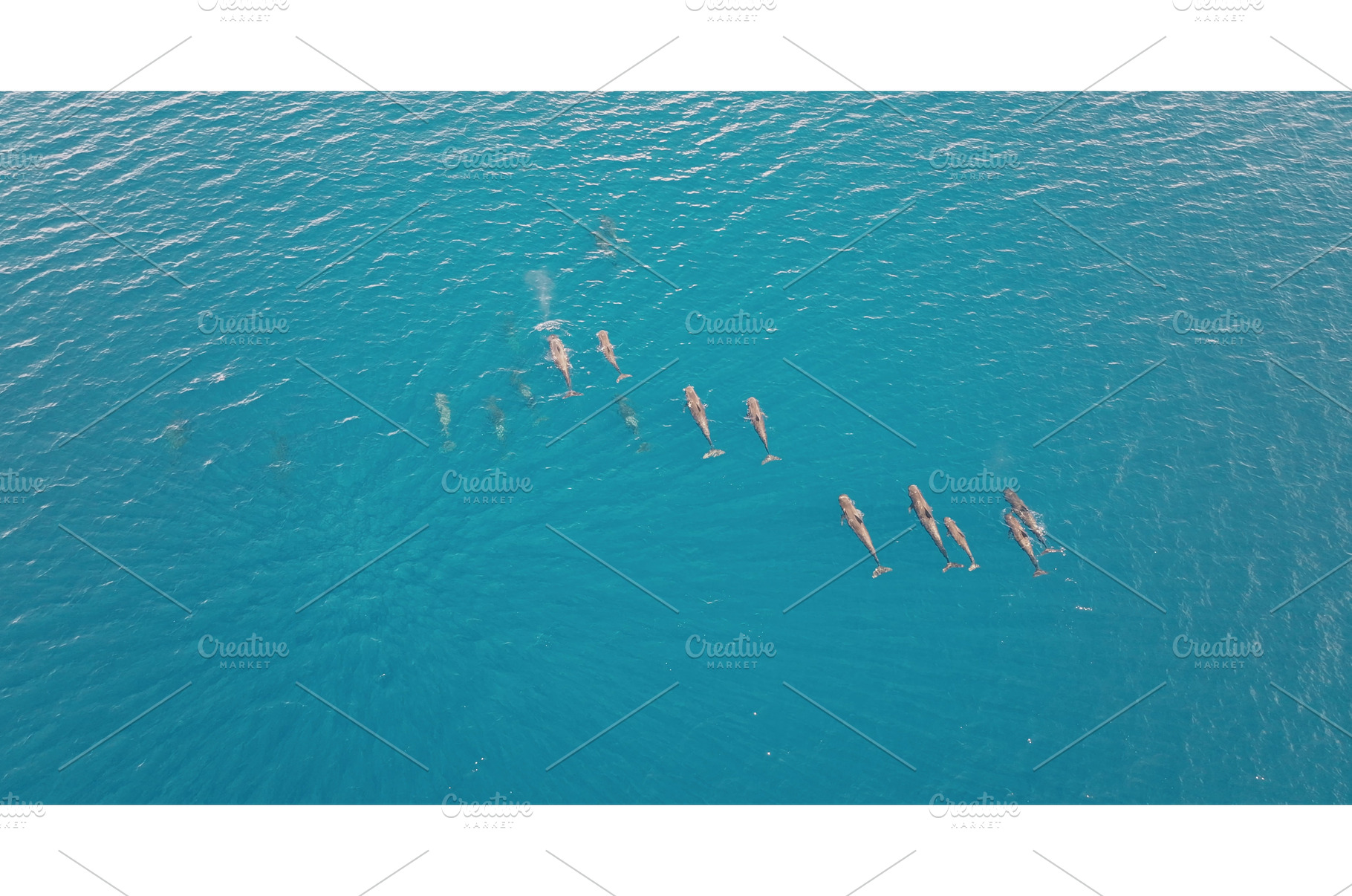 Dolphins swimming in formation in, an Animal Photo by Goinyk