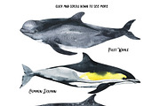 Dolphins - watercolor set, an Animal Illustration by KatBranchArt (Thumbnail 2 of 4)