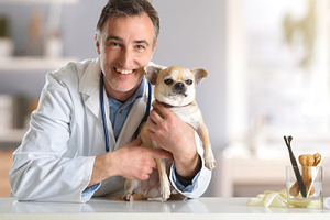 Smiling Veterinarian Holding Chihuahua in Clinic, an Animal Photo by Davizro's Market