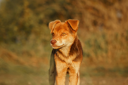 Cute and alert red puppy sitting in, an Animal Photo by AlexBush