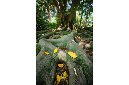 Ficus macrophylla trunk and roots, a Nature Photo by f9photos