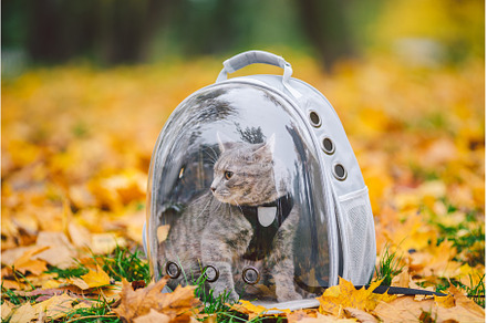 Gray cat in a transparent backpack