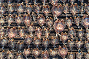 Sun-dried fish on traditional floating house, Lake Tempe, Indone, a Food & Drink Photo by GoodGoods