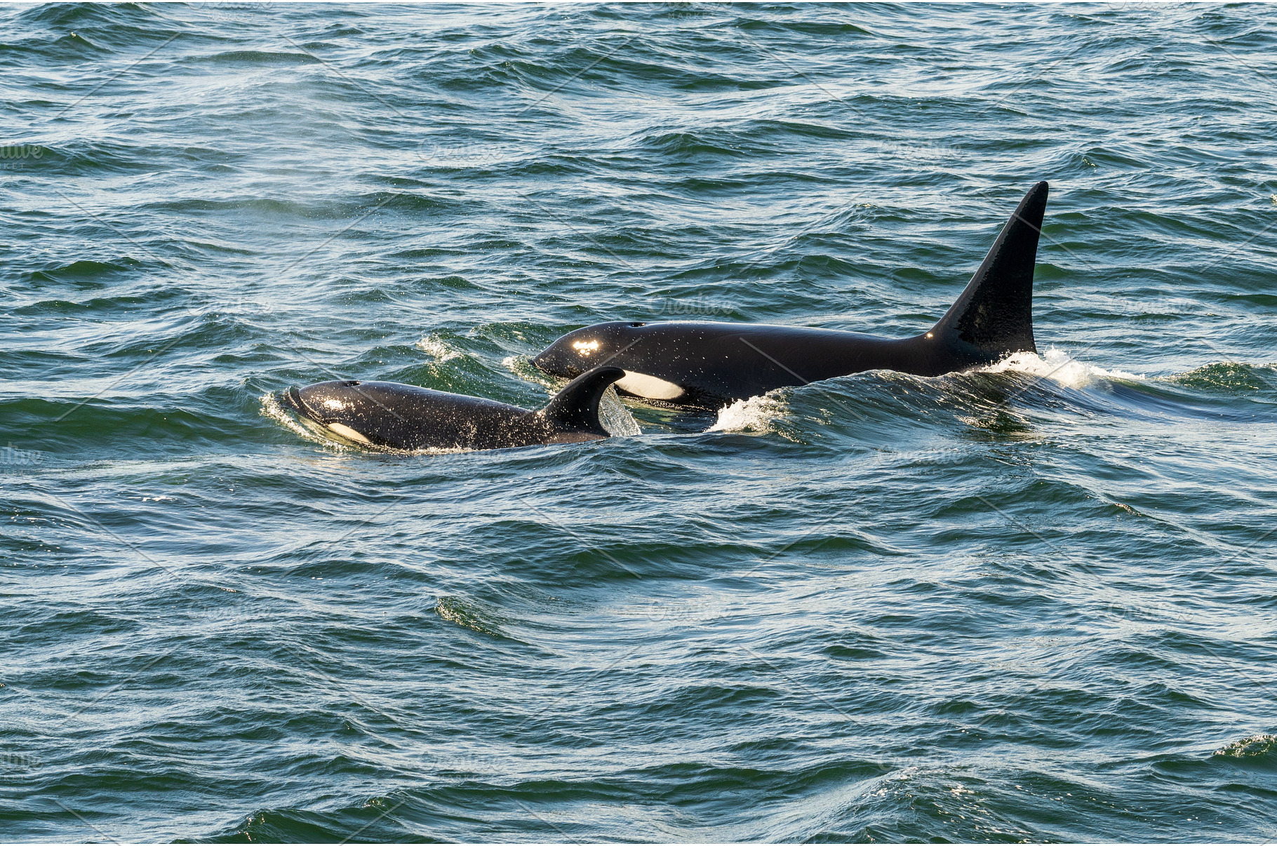 Pair of orca whales swimming in the, an Animal Photo by Backyard Stock