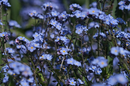Forget-me-not flower macro, a Nature Photo by oksanatukane