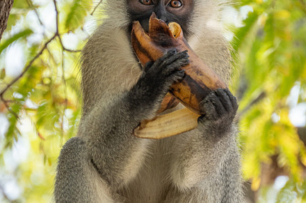 Zanzibar red colobus monkey eating