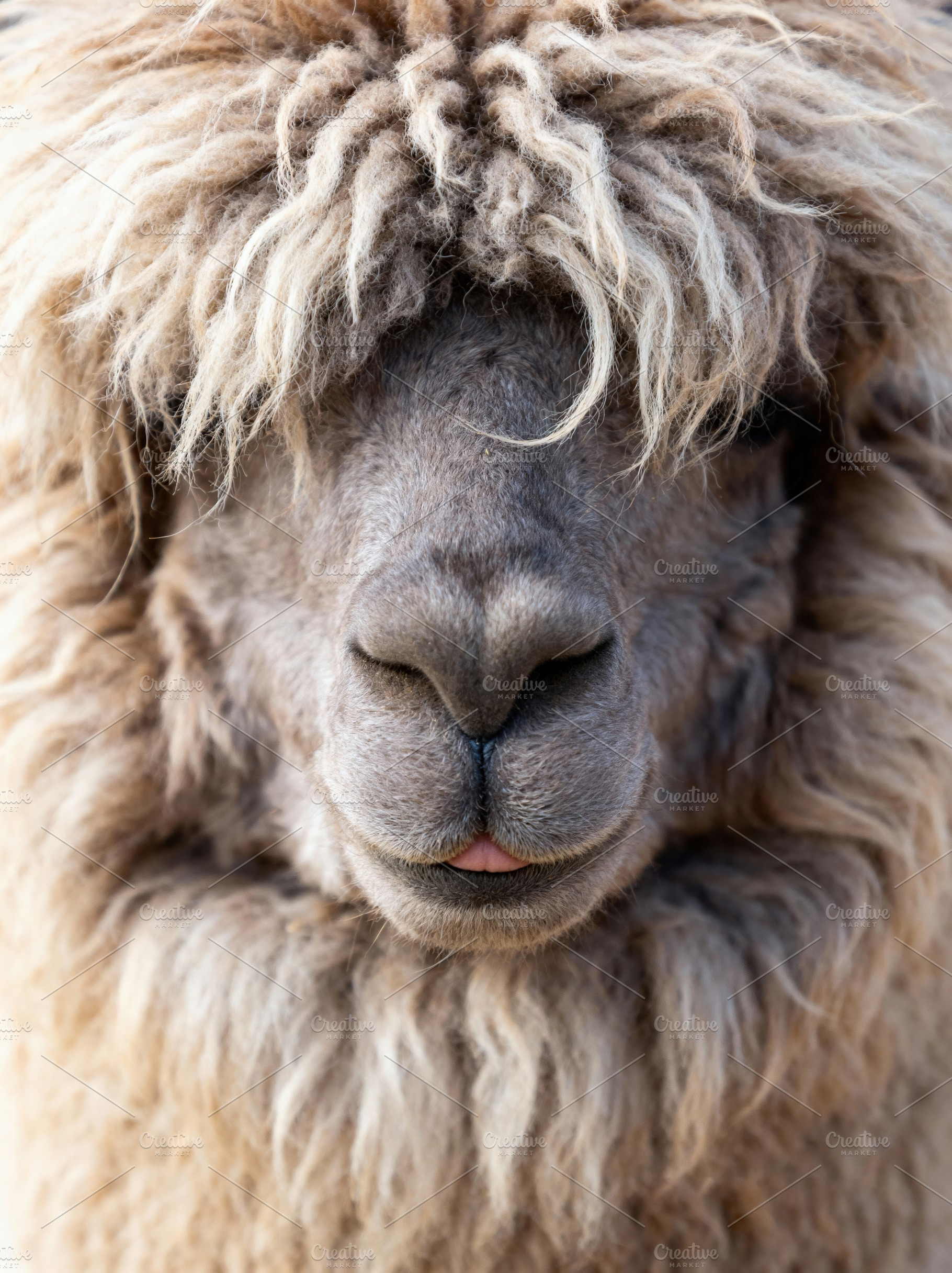 Close Up Cute Fluffy Alpaca Face, an Animal Photo by Virgo Studio