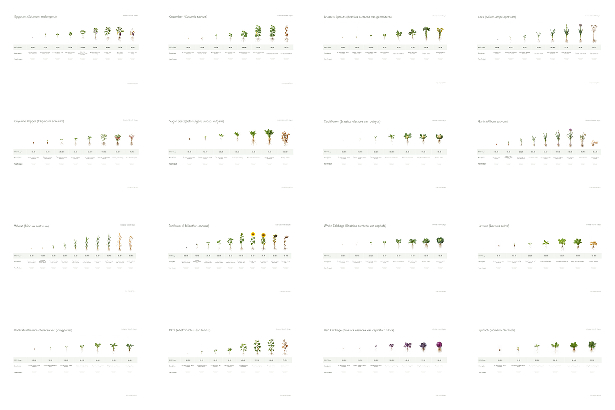 BBCH Growth Stages — 75+ Crops Set, a Presentation Template by Ilia Design (Photo 3 of 5)