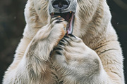236 surprised animals, an Animal Photo by Handmadefont (Thumbnail 136 of 241)