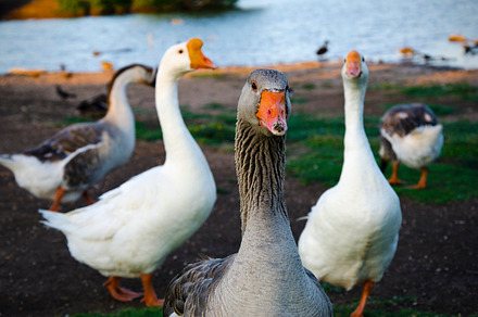 Goose & the Gang