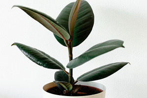 Ficus elastica in flowerpot