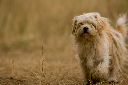 Dog walks containing dog, animal, and pet preview 6
