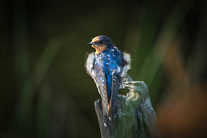 Welcome swallow, an Animal Photo by Rob D Animal Photography