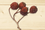 Autumn Floral Mockup Objects, an Object Graphic by uncle-rico (Thumbnail 4 of 13)