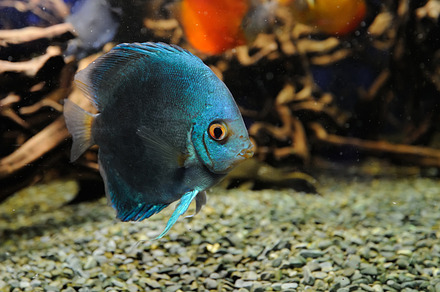 Blue fish stock photo containing fish and underwater, an Animal Photo by Byrdyak