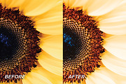 5 Sunflower Lightroom Presets, a Preset Add-On by TheWayfarerShoppe (Thumbnail 5 of 7)