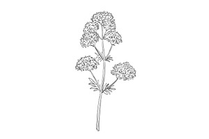 Valerian Wild Edible Plant Drawing