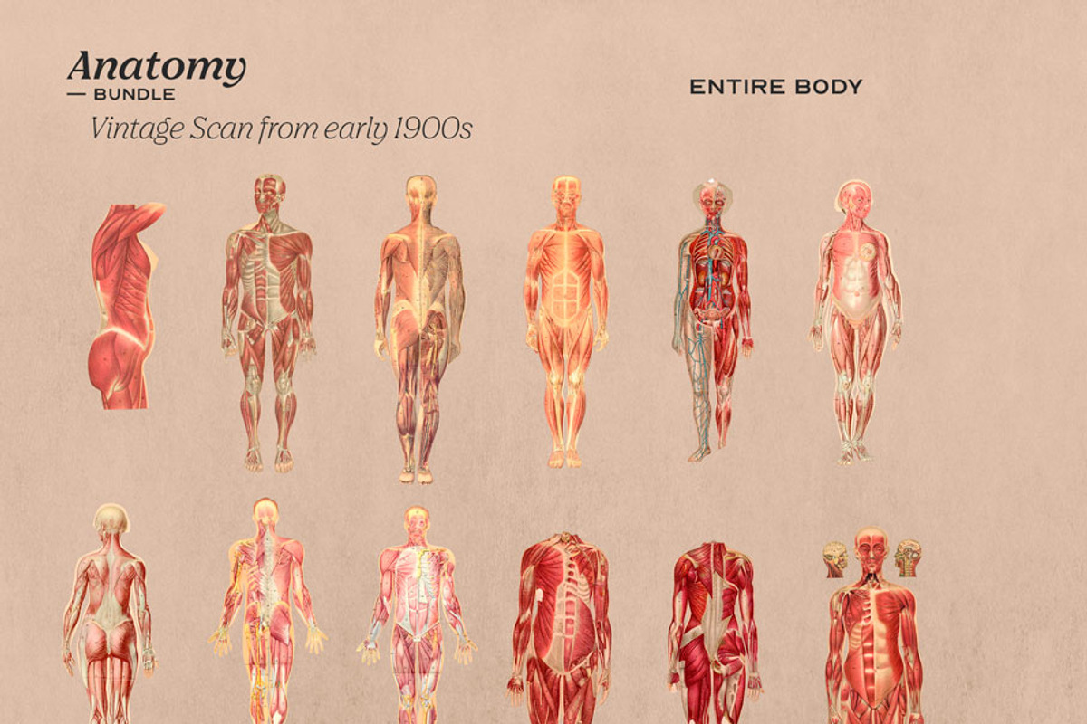 Anatomy Collage Elements 200+, an Illustration by Francesco Stefanini (Photo 5 of 10)