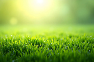 Bright Green Grass Wallpaper with Re, a Photo by LOGOCREATIVE