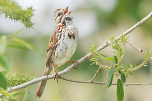 Song Sparrow Singing