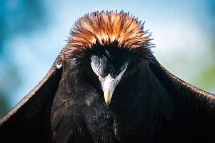 Wedge-tailed Eagle, an Animal Photo by Rob D
