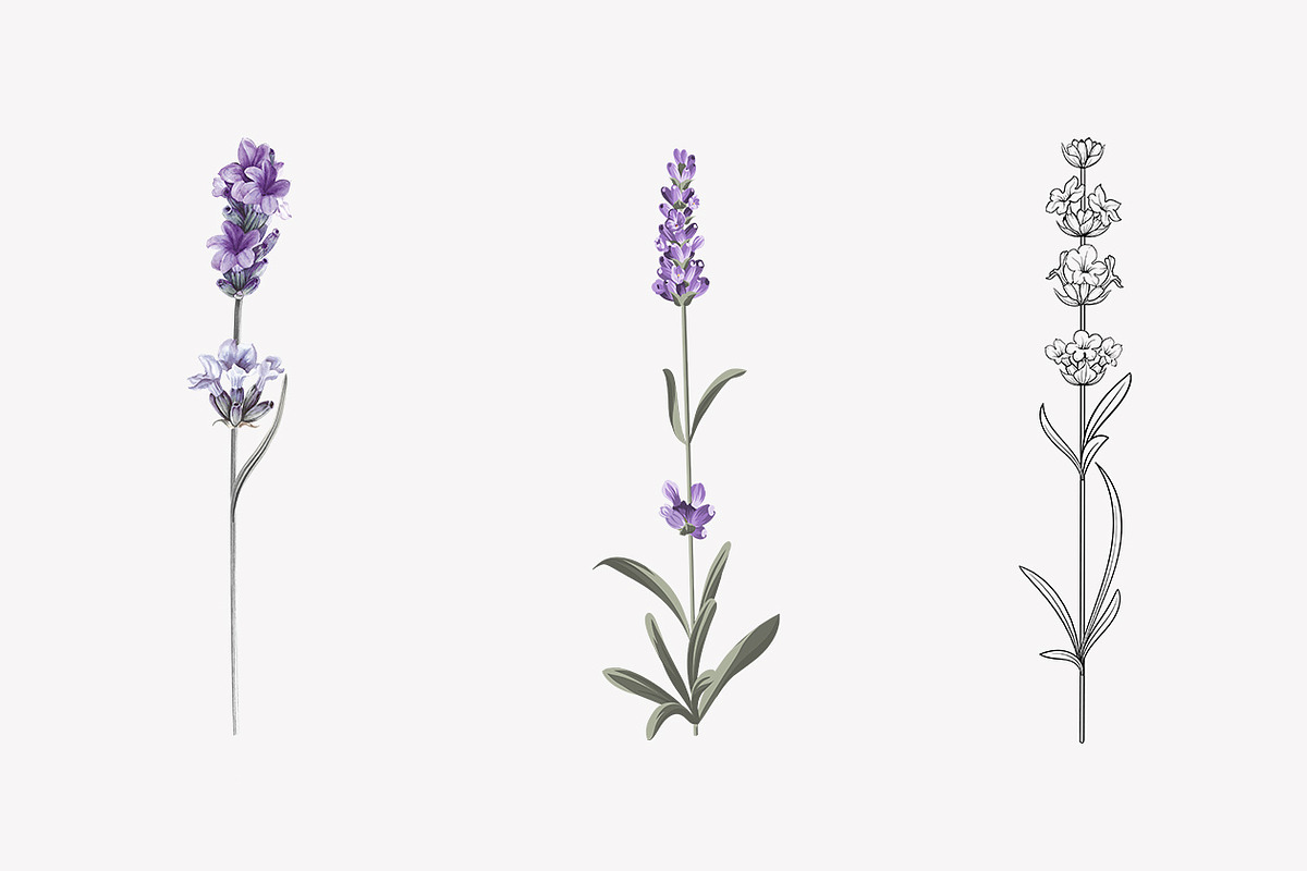 34 Lavender branch and bouquet, an Illustration by Kotkoa (Photo 4 of 7)