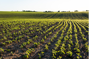 Wide soybean field on hilly farmland, a Nature Photo by volodymyrshtun13795