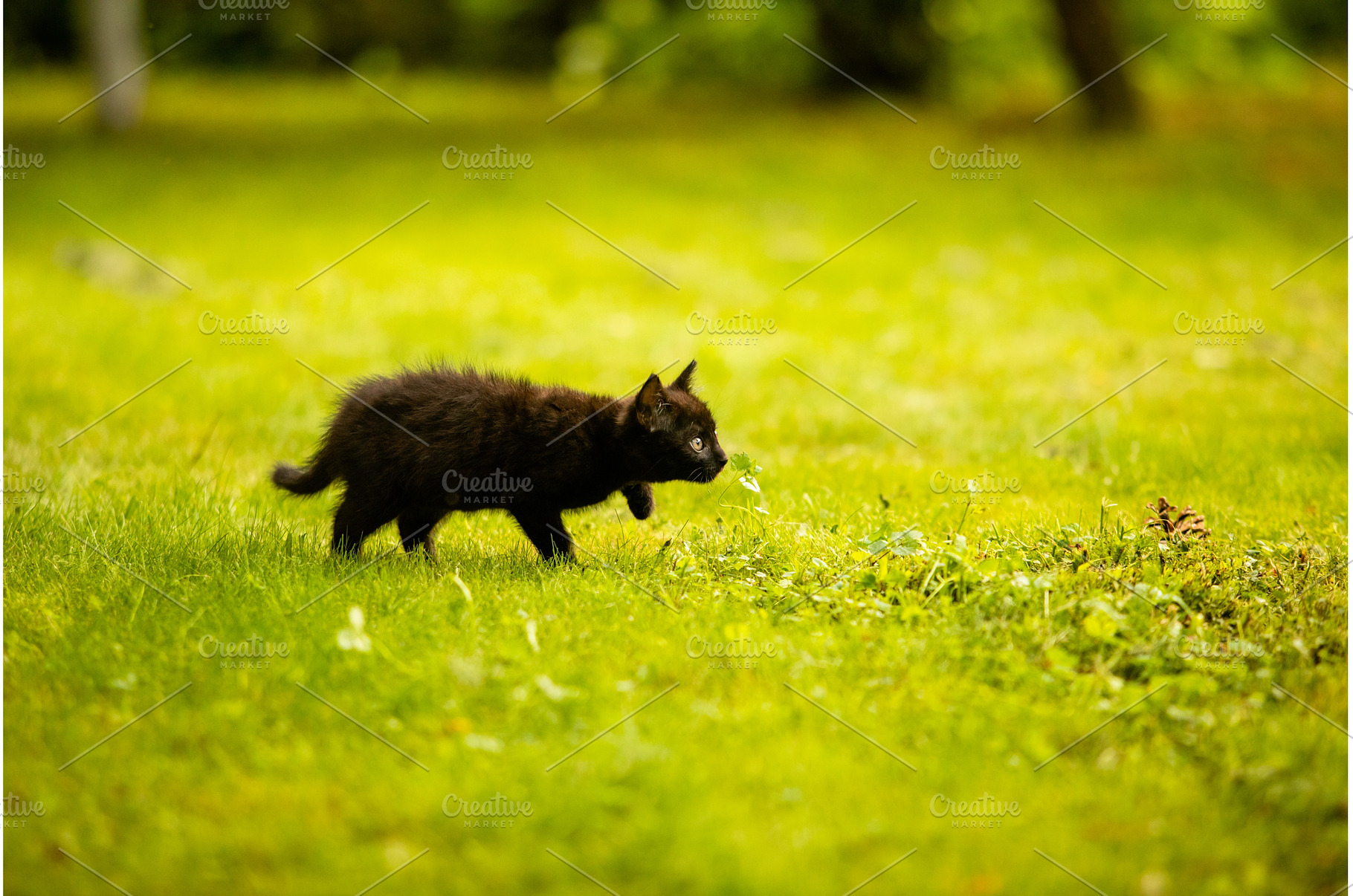 The black cat sneaks on the grass, an Animal Photo by oksix
