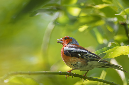 Wild bird, Common Chaffinch Fringíll, an Animal Photo by AlexBush