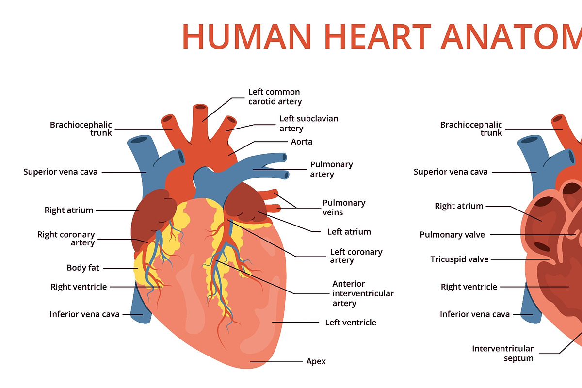 Flat human heart anatomy. Medical, an Object Illustration by YummyBuum (Photo 3 of 3)