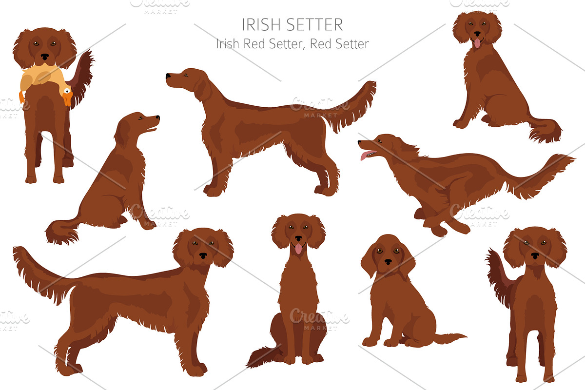 Irish Red Setter clipart, an Animal Illustration by pet design shop (Photo 5 of 8)