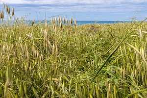 Hordeum murinum is a species of flow, a Nature Photo by Imaginarium