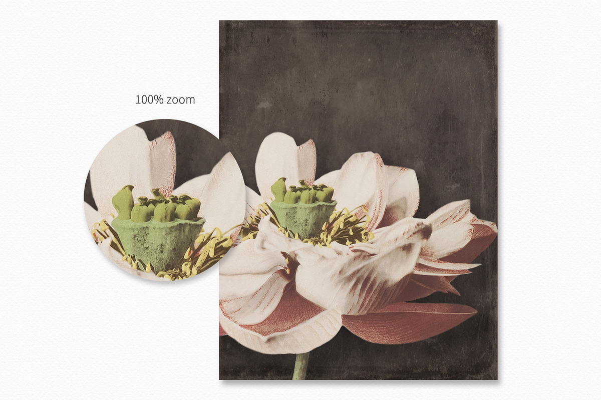 Vintage Japanese II, a Decorative Illustration by rileyBgraphics (Photo 7 of 7)
