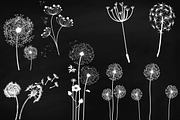 Chalk Dandelions & Overlays Clip Art, an Illustration by FrankiesDaughtersDesign (Thumbnail 4 of 6)