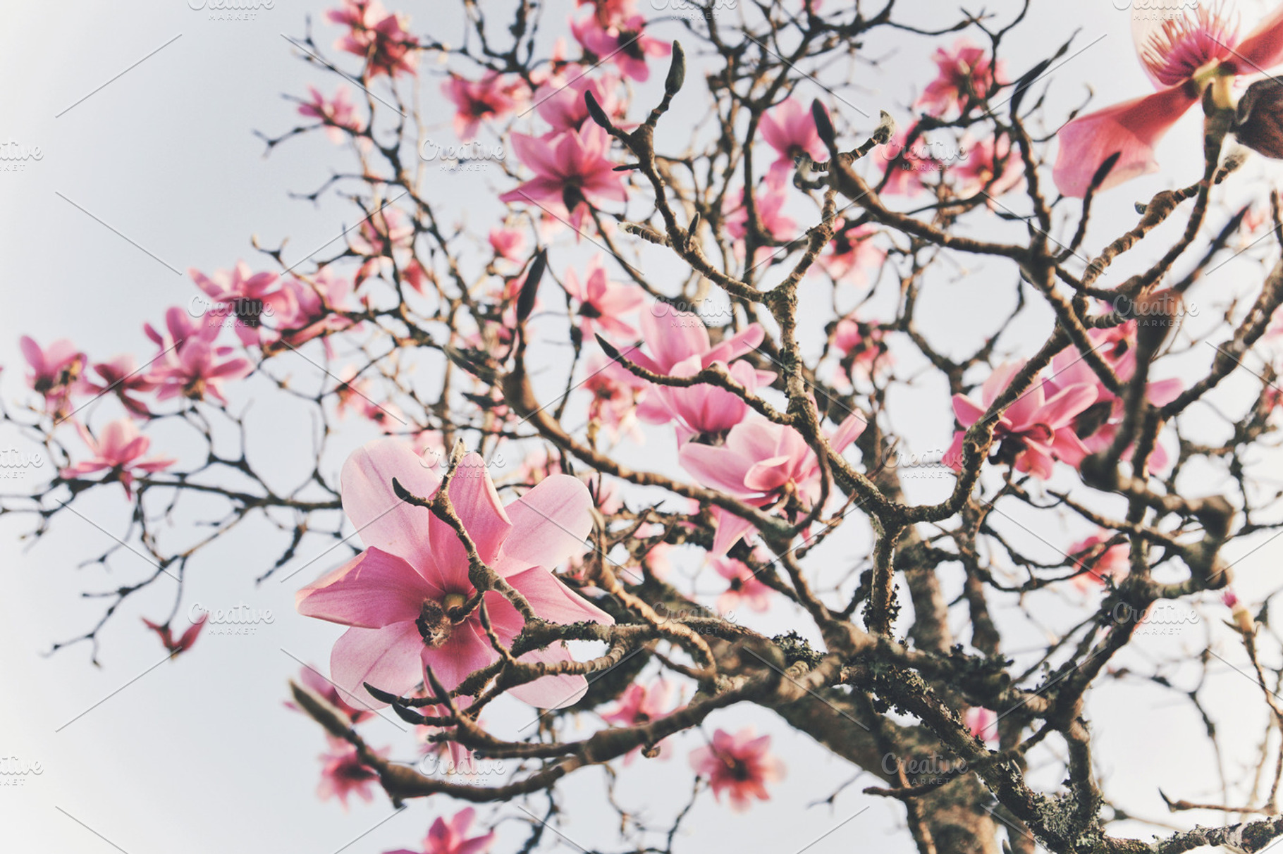 Iseeyouphoto magnolia flowers 1 containing flower, floral, and magnolia, a Nature Photo by ISEEYOUPATTERN