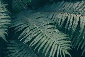 Fern stock photo containing fern and forest